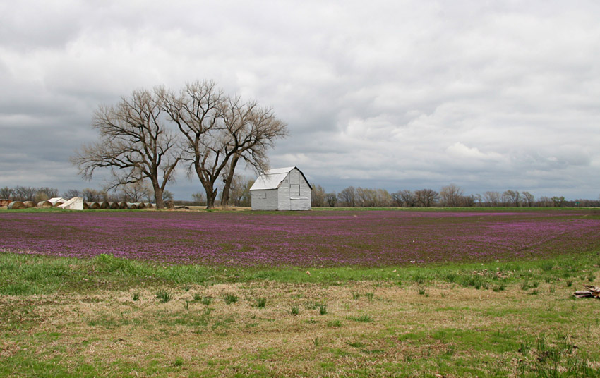 Barn and Henbit