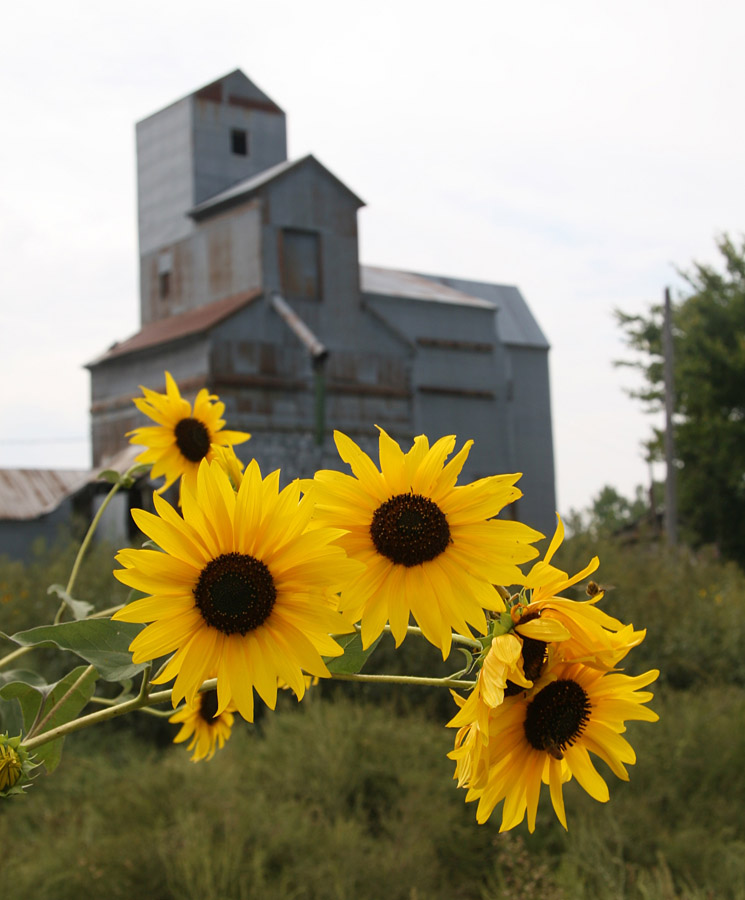 Sunflowers on Highway 50