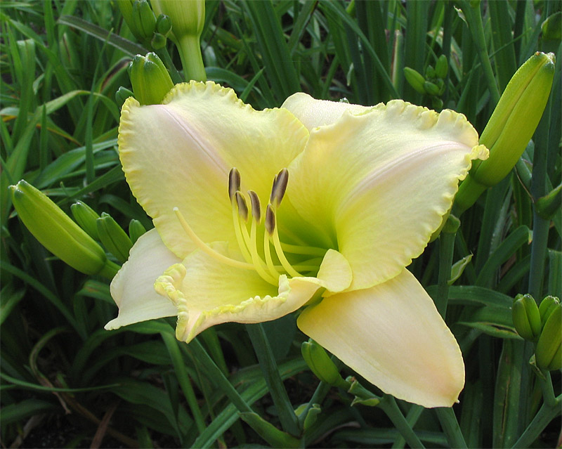 Light in the Garden, Daylily at Toad Hollow