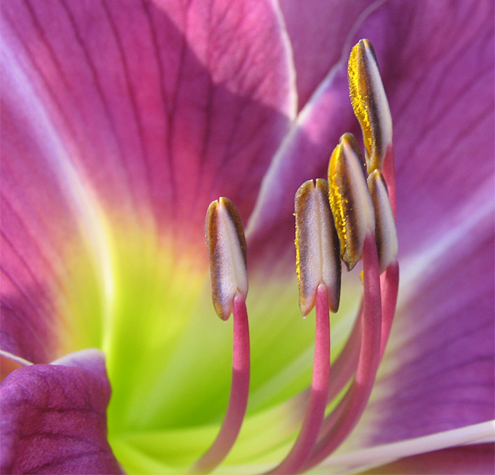 Light in the Garden, Detail of Daylily at Toad Hollow