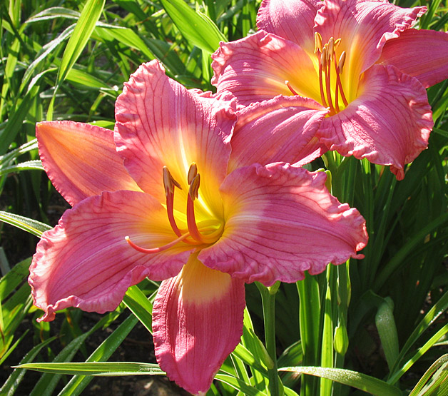 Daylily in the Morning, Toad Hollow