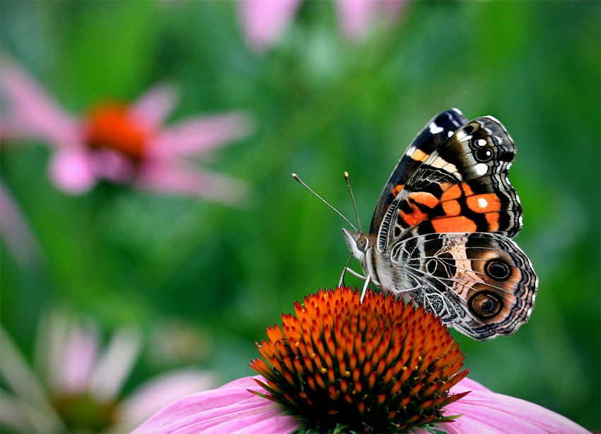 Painted Lady