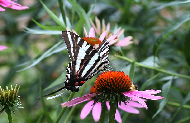 Zebra Swallowtail