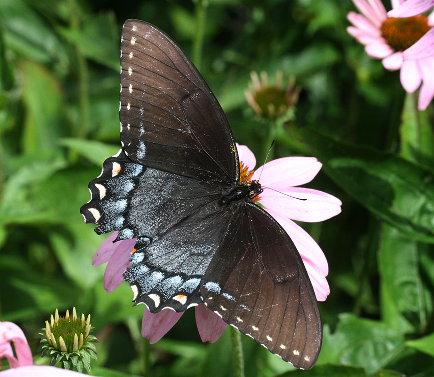 Spice Bush Swallowtail