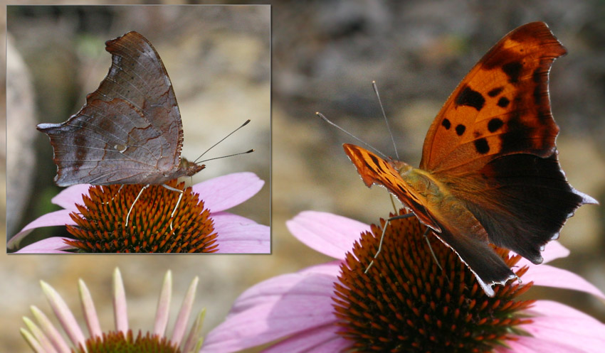 Gray Comma Butterfly