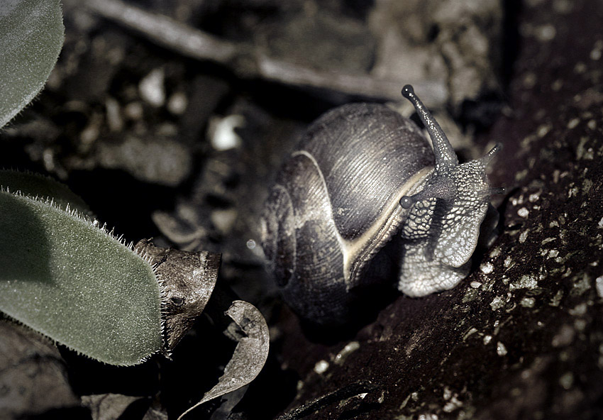 Garden Snail