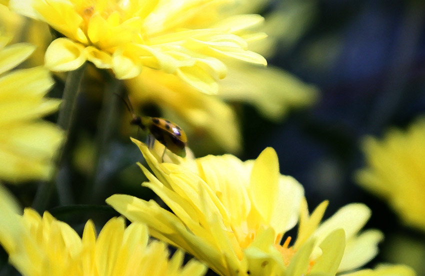 Ladybug