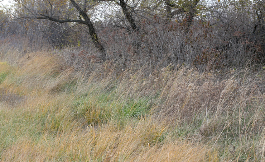 November Grass