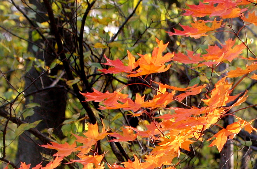 Maple Leaves