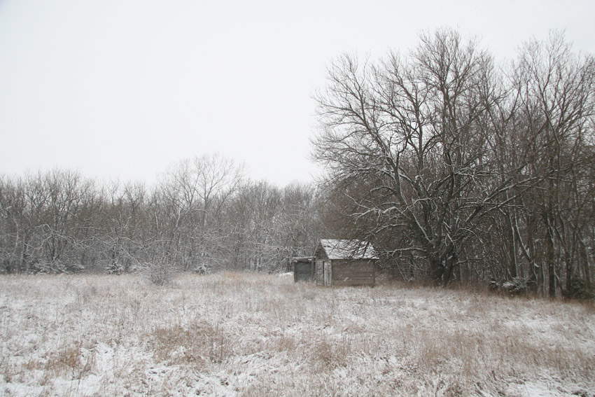 Outbuilding and Treeline