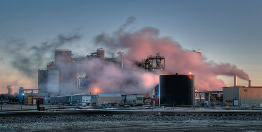 Soybean Plant – Dawn