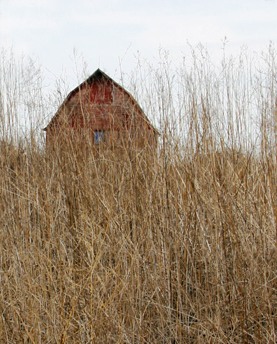 Red Barn and Dry Grass