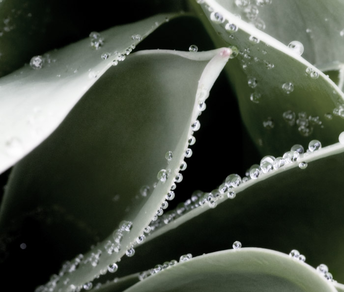 Rainy Day Tulip Leaves