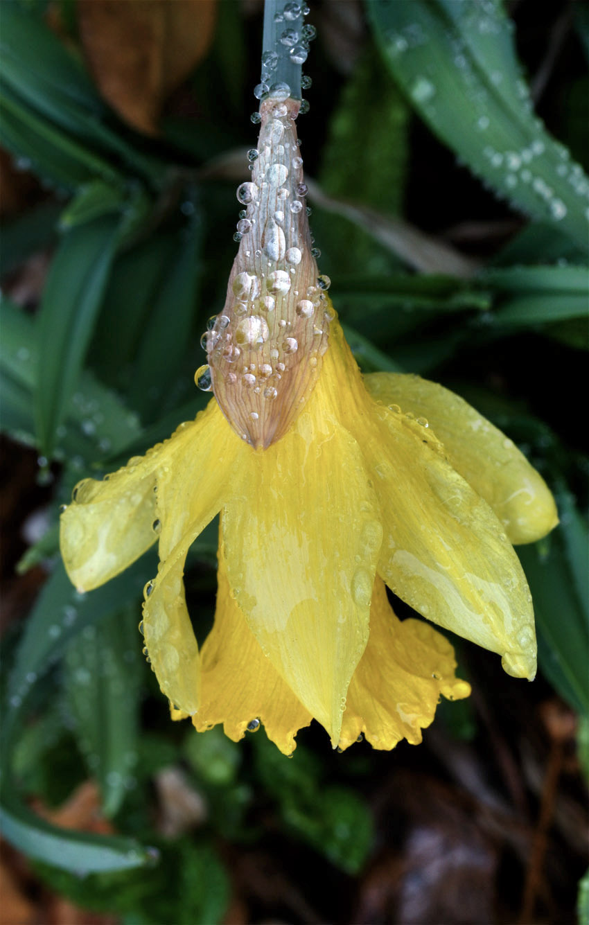 Rain soaked daffodil