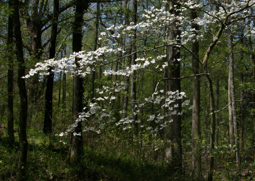 Dogwood Branches