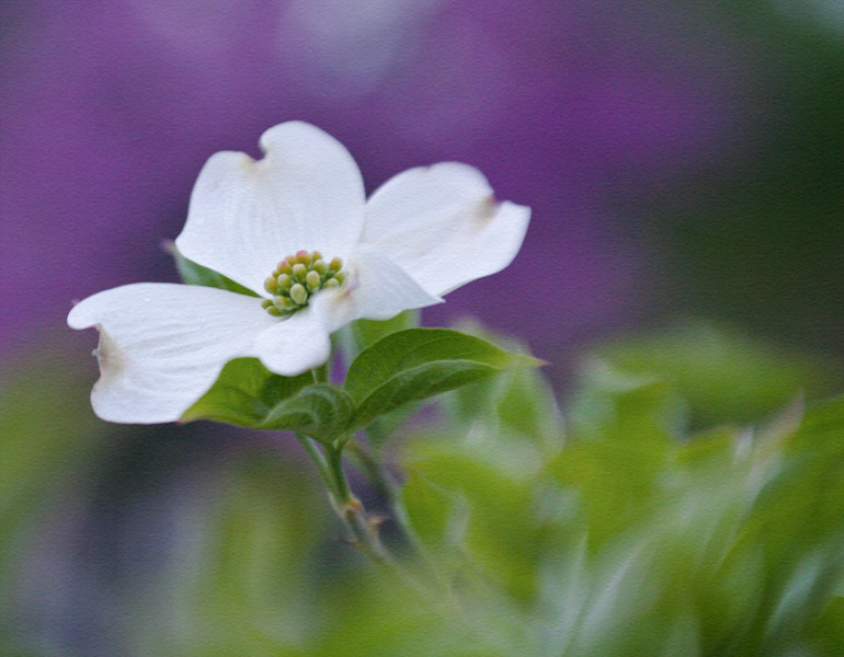 Dogwood Blossom