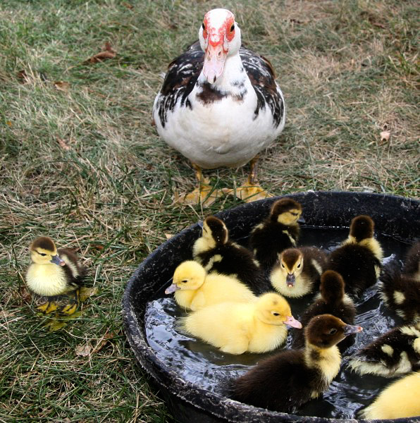 Pool Party