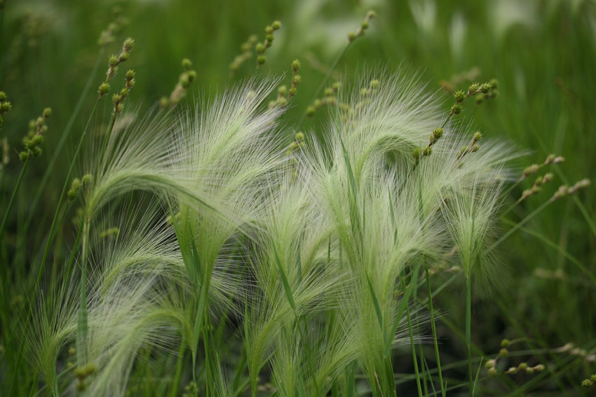 Inflorescence