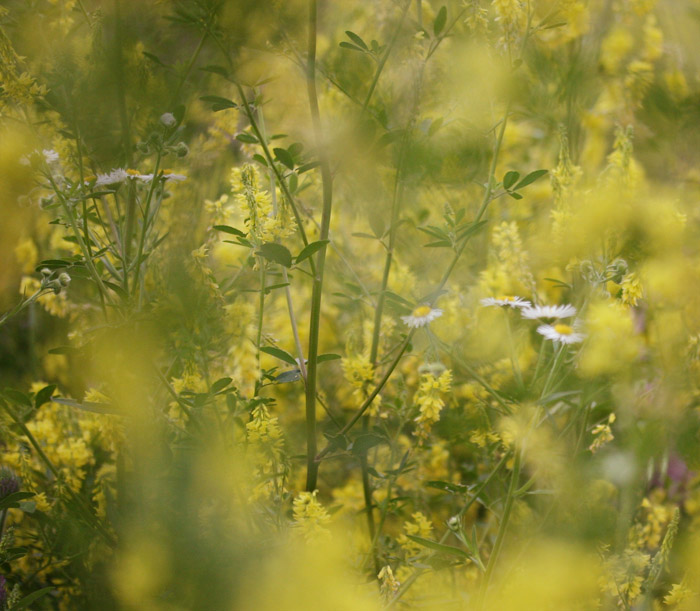 Goldenrod and Asters