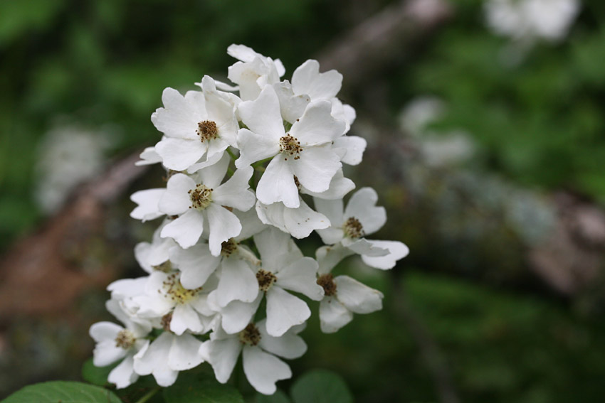 White Wild Rose