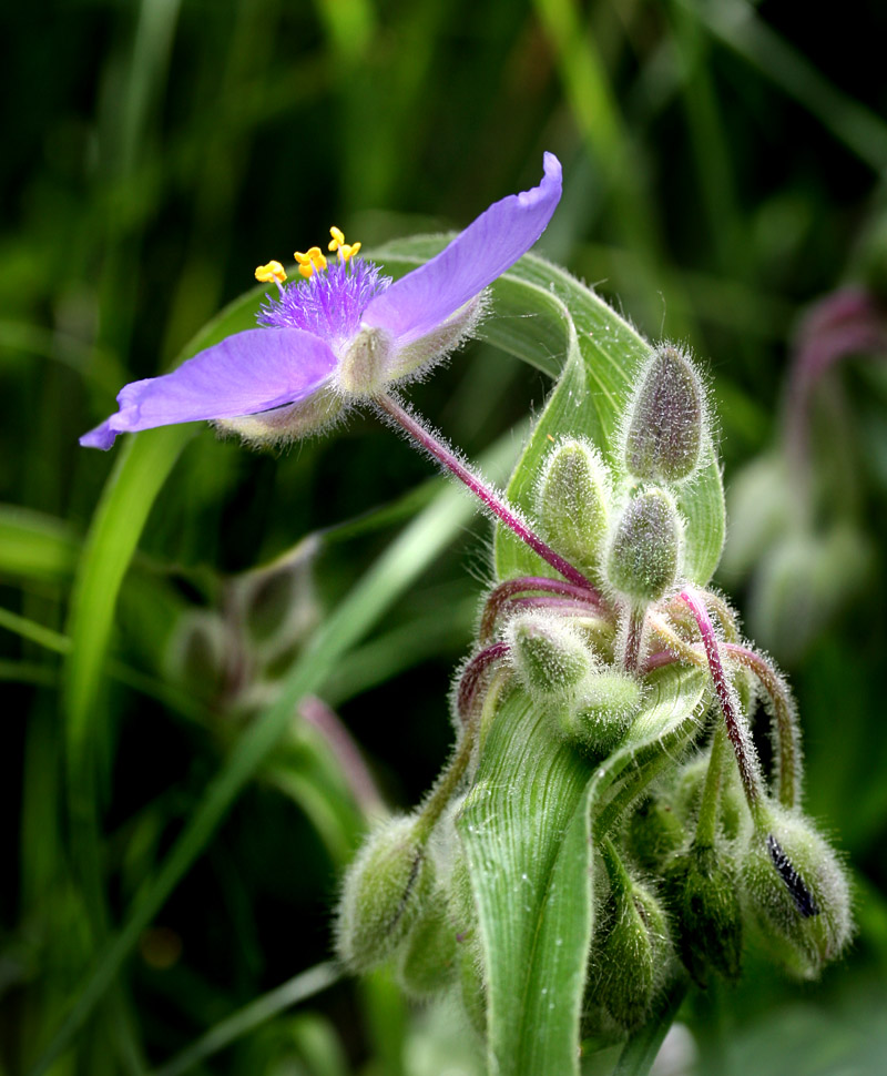 Spiderwort