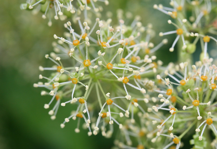 Grape vine blossoms