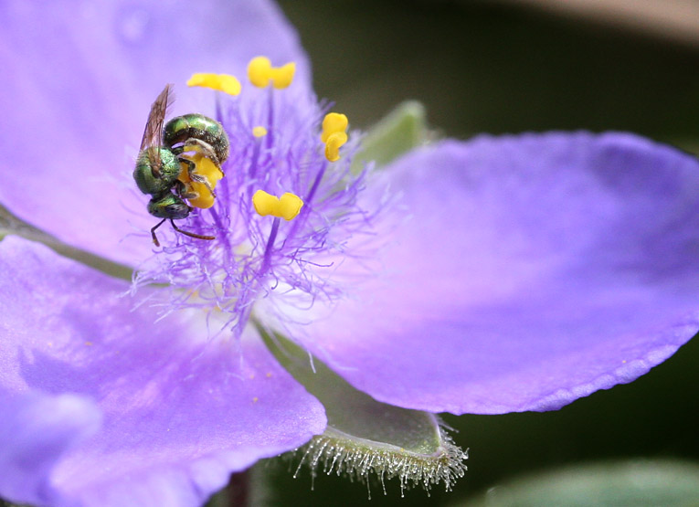 Sweat Bee on Spiderwort