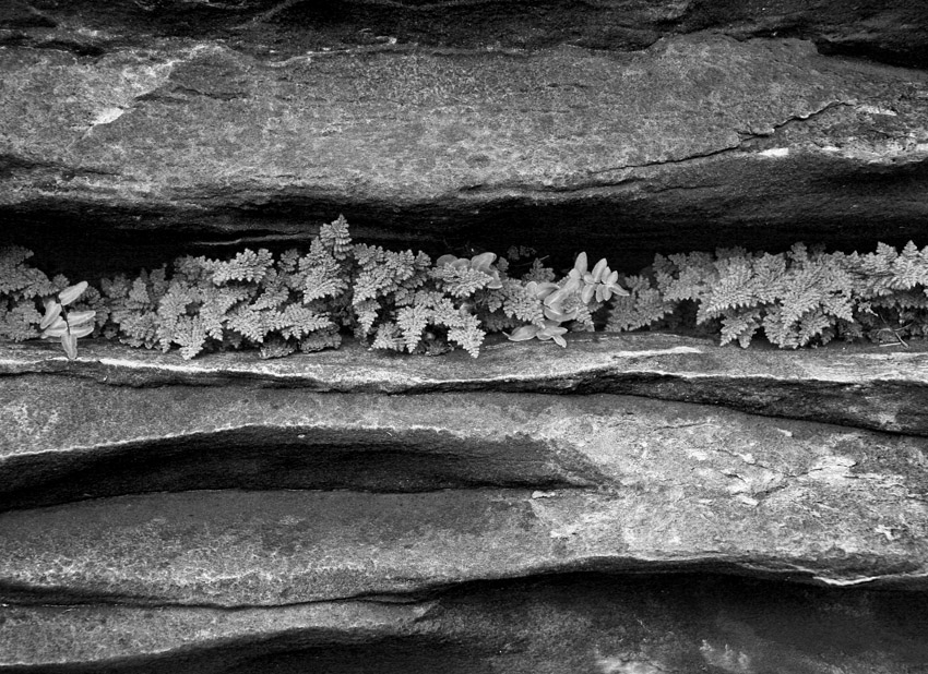 Ferns and Stone