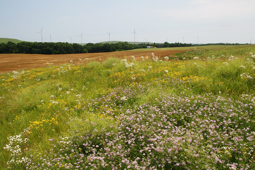 Wildflowers and Wind Generators