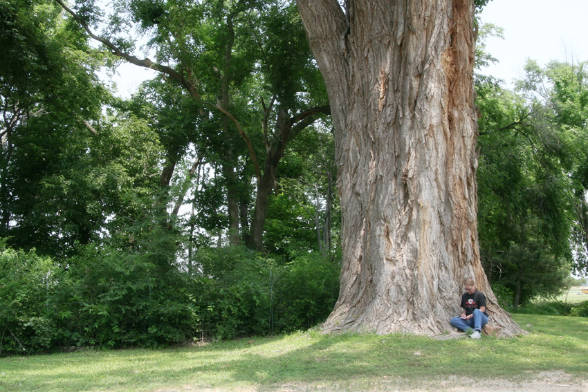 Cottonwood, the State Tree of Kansas