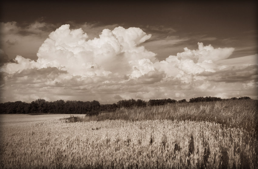 Wheat Field and Clouds