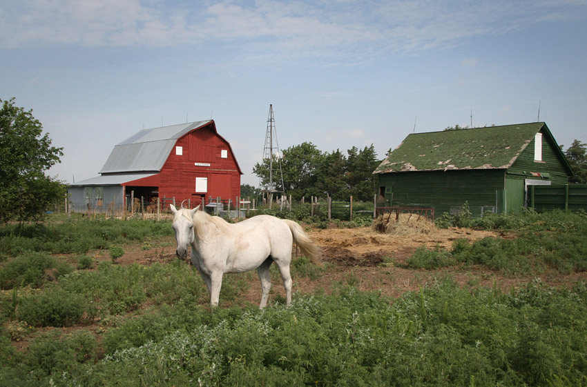 Horse with Red and Green Barns