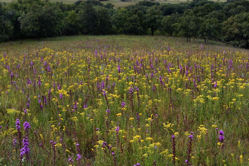 September Wildflowers