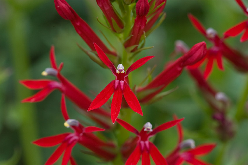 Wild Cardinal Flower