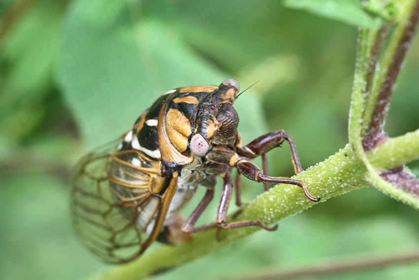 Cicada