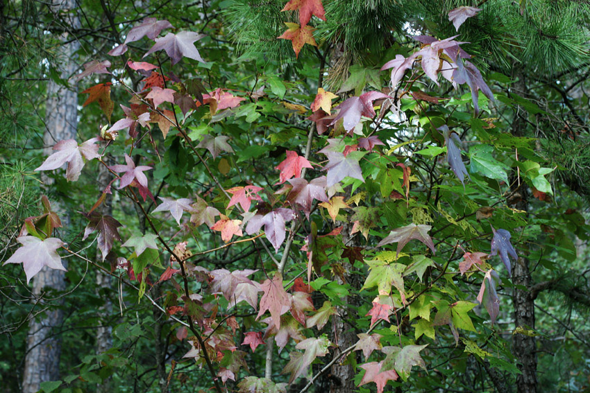 Sweet Gum Colors