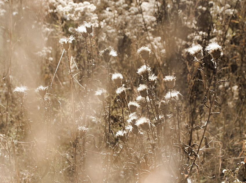 Thistles