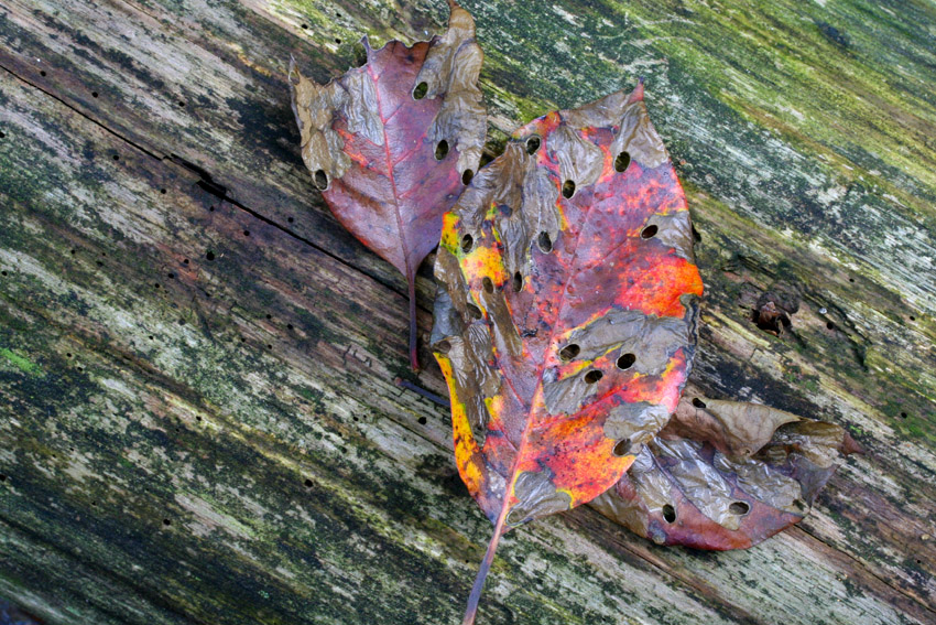 Black Gum Leaves