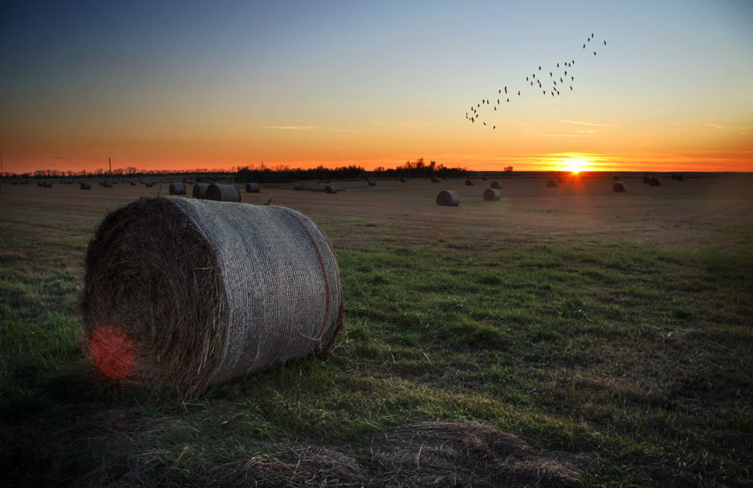 Gold-Season Farmland