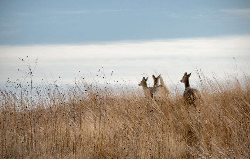 Christmas Deer