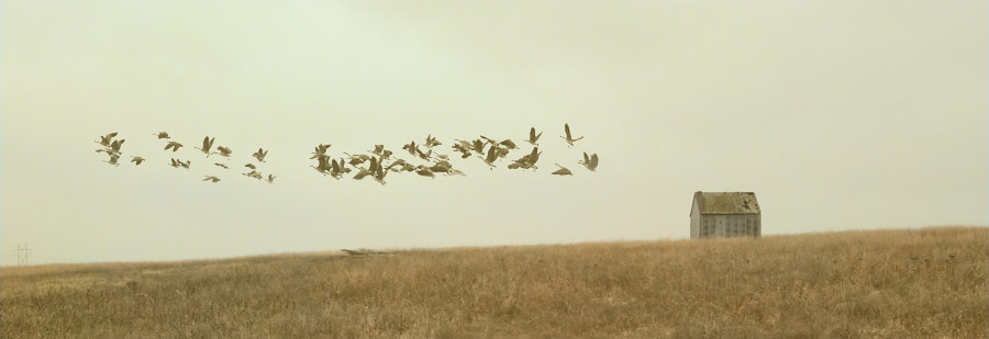 Goose Flight