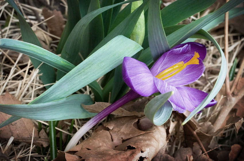 Crocus & Daffodil Greens