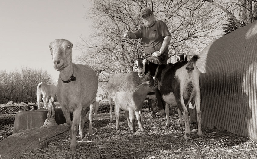 Milk Goats