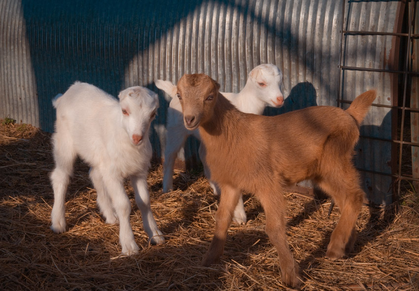 Baby Goats