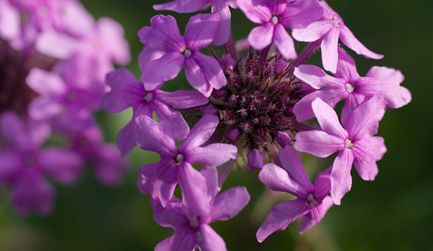 Rose Verbena