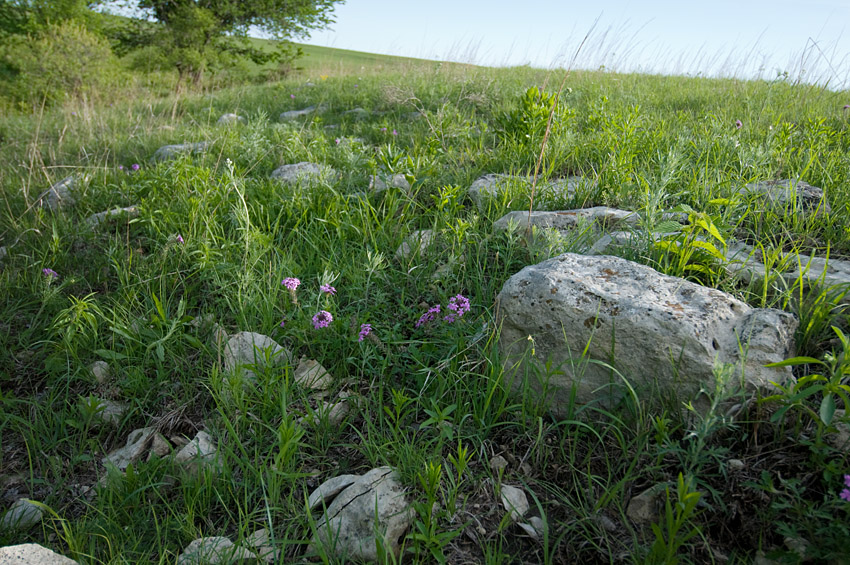 Rose Verbena and Stones