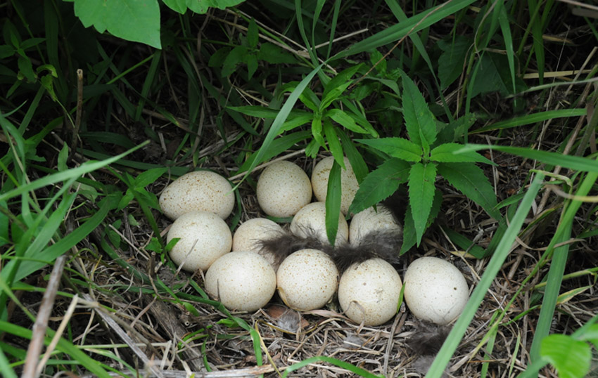 Wild Turkey Eggs