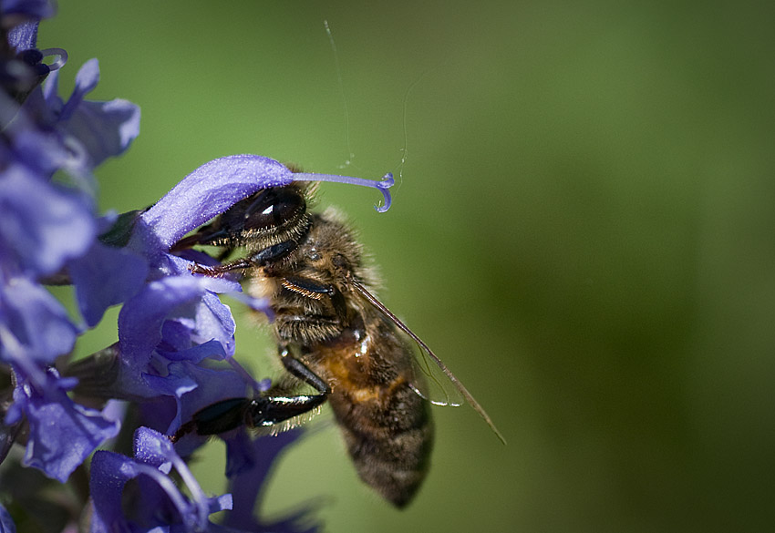 Salvia Pollination