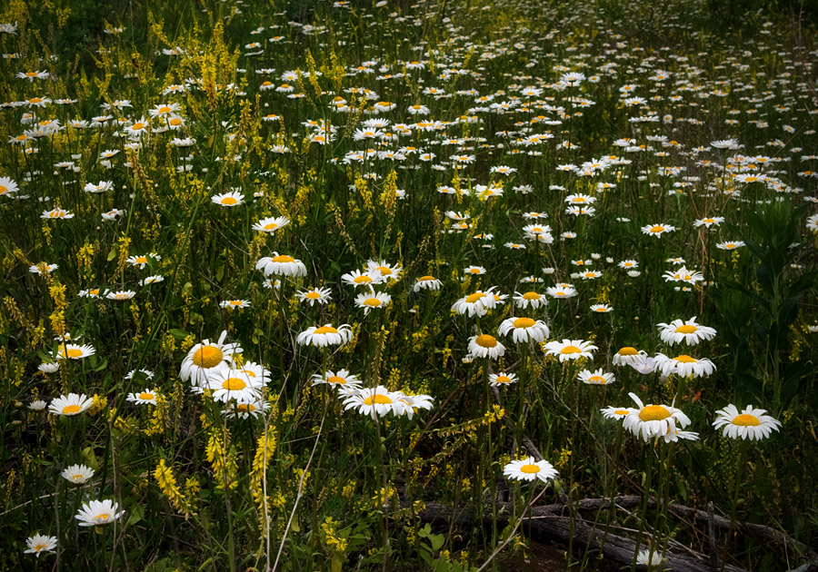 Goldenrod and Daisy Patch