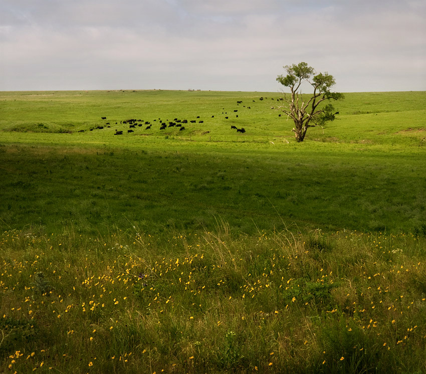 Prairie Dust Yellows